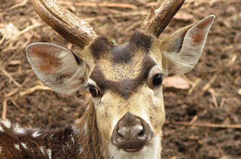 Deer Park, Tirupati